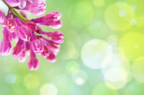 Natural Spring background with lilac and bokeh effect for greeti