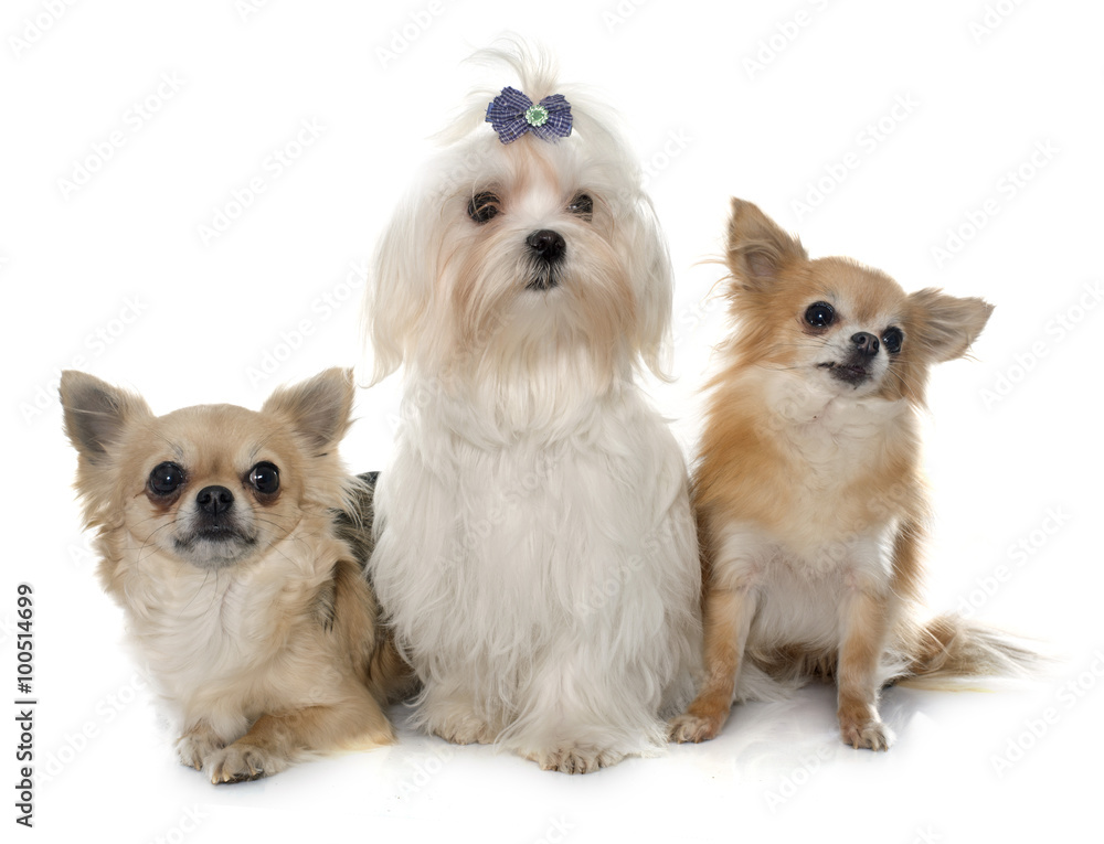 chihuahuas and maltese dog chihuahuas and maltese dog
