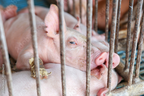 The farm pigs in Thailand