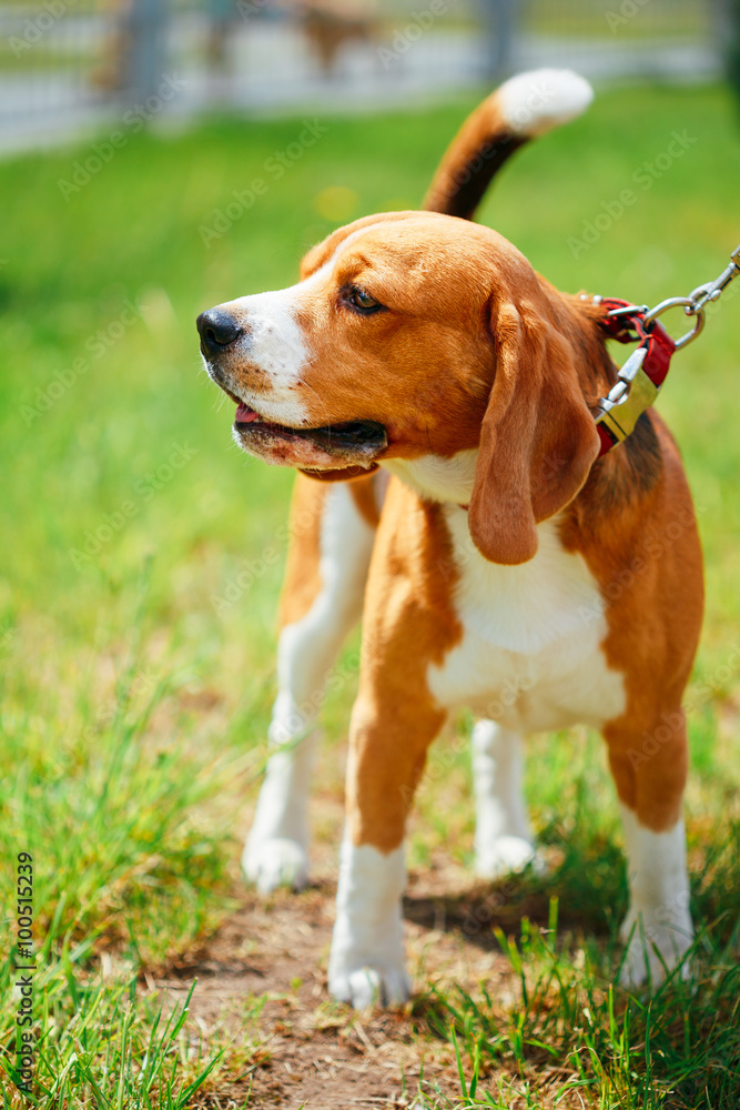 Beautiful Brown And White Beagle Dog Standing outdoor In Grass Beautiful Brown And White Beagle Dog Standing outdoor In Grass