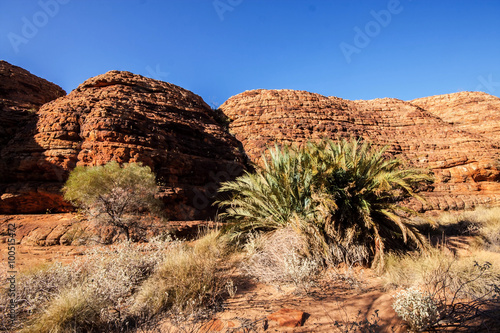 scant vegetation king Canyon Northern Territory Australia photo