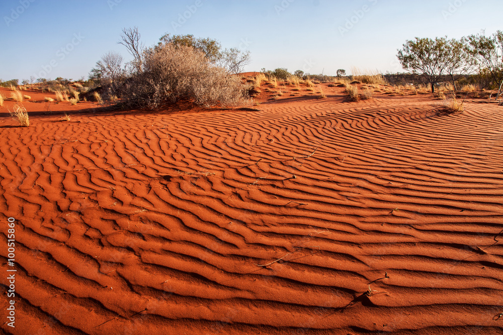 Small plants in the desert of Western Australia