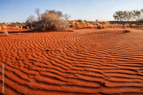 Obraz na płótnie Small plants in the desert of Western Australia w salonie