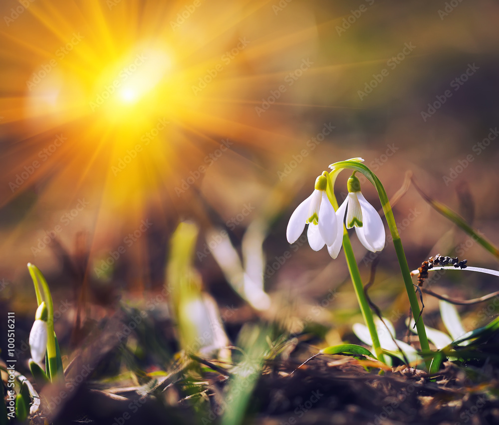 Spring snowdrop flowers blooming in sunny day - obrazy, fototapety, plakaty 