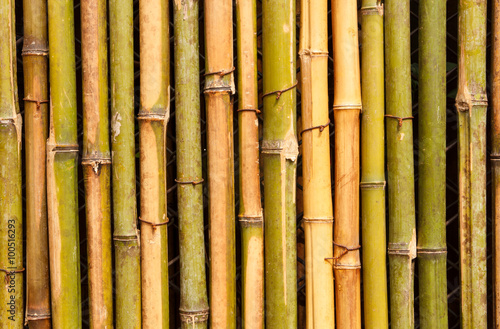 Bamboo wall  photo