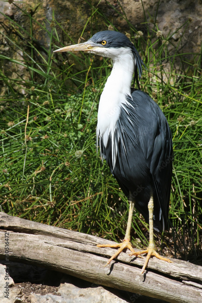 Obraz premium Pied heron, Ardea picata,Australia