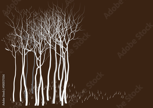 Abstract tree in forest ,winter time tree with out leaves white color tree on drake background