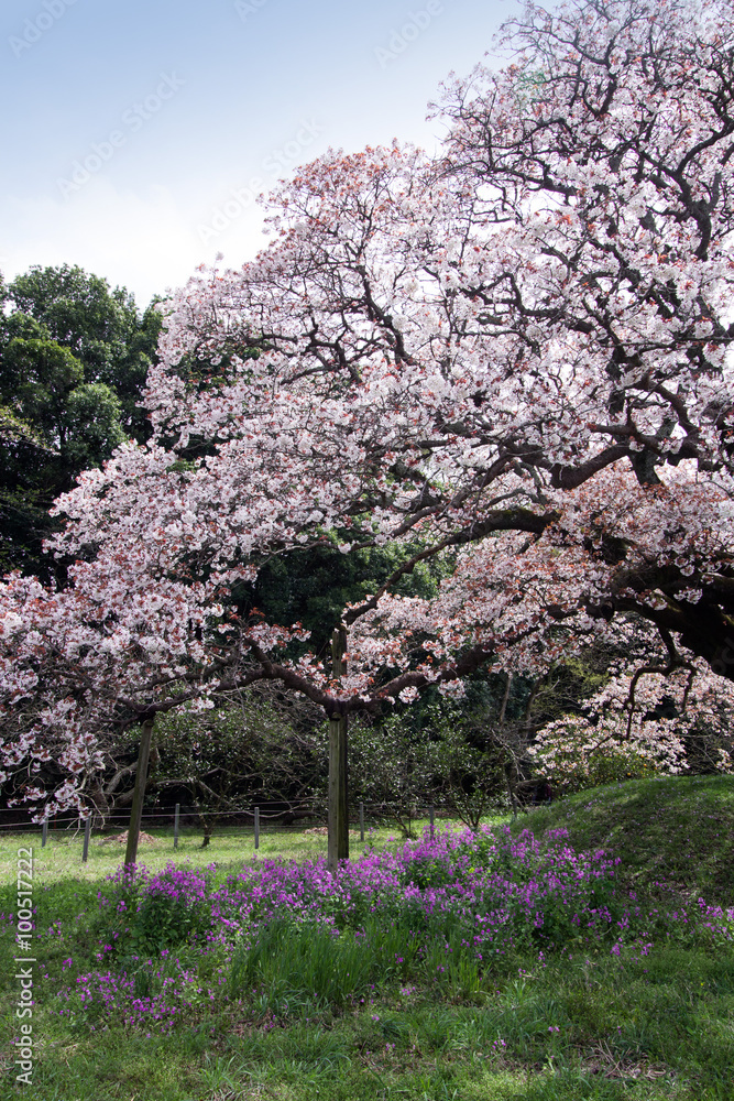 満開の桜