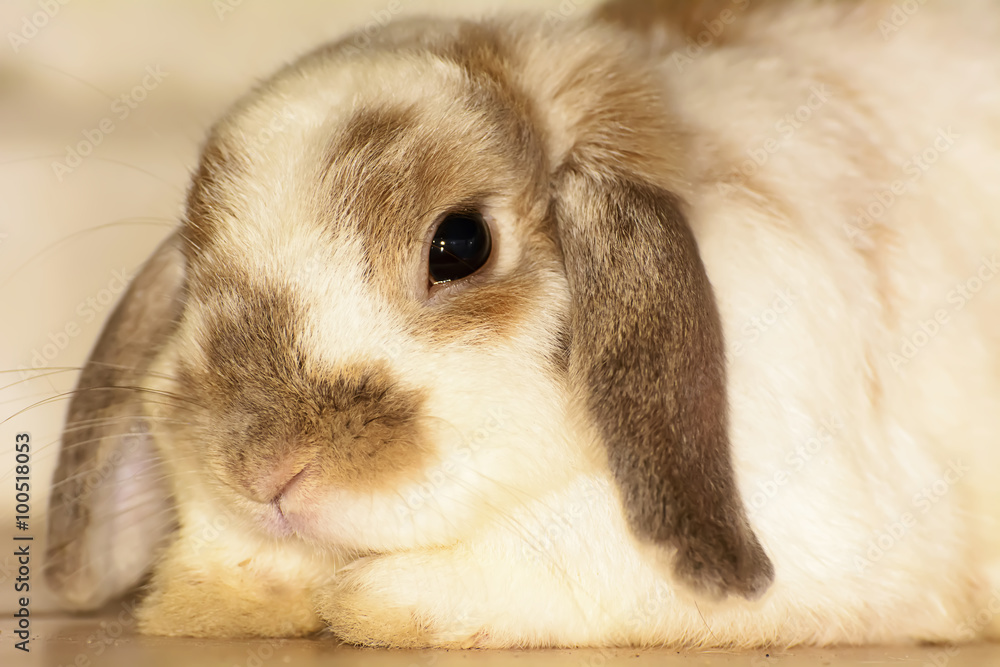 Rabbits are small mammals. Bunny is a colloquial name for a rabbit. Rabbits are small mammals. Bunny is a colloquial name for a rabbit.