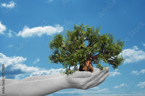 Conceptual human hand and tree