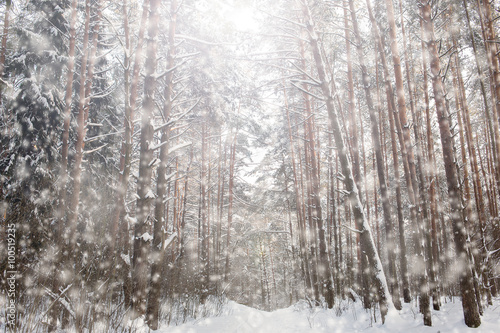 Snowfall in pine forest © sun_apple