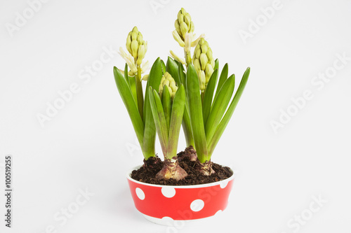 Hyazinthen  Hyacinthus  in einer Schale