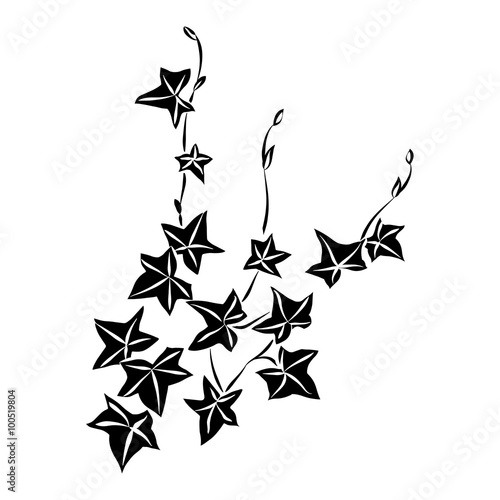 Black doodle ivy leaves