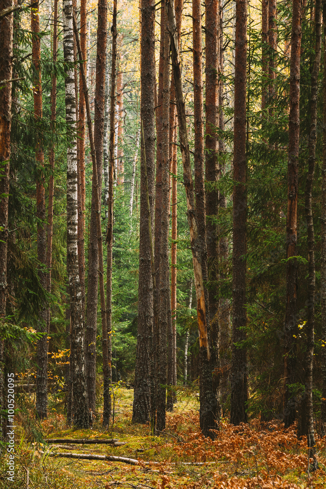 Fototapeta premium Wild autumn coniferous forest reserve