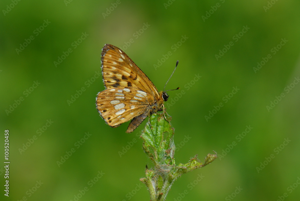 İNCİLİ KELEBEK - KIRKLARELİ