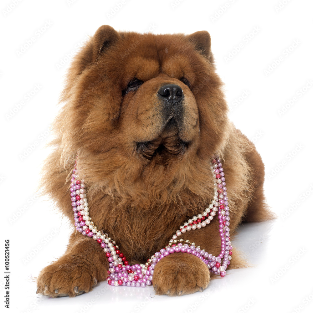 chow chow dog