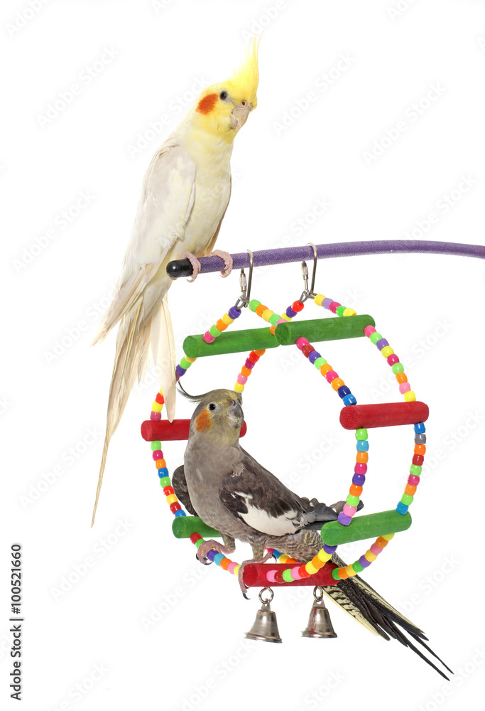 Naklejka premium playing parakeet and Cockatiel