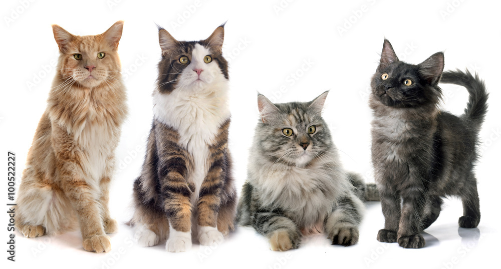 maine coon cats