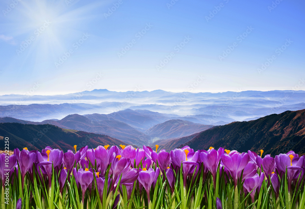Obraz premium Fantastic landscape with crocuses on a background of mountains i