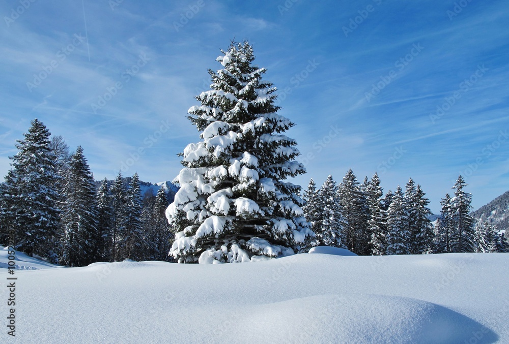 Verschneite Tanne StockFoto Adobe Stock