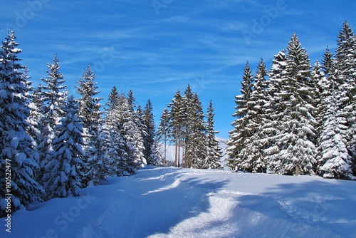 Verschneite Nadelbäume © Franz Gerhard