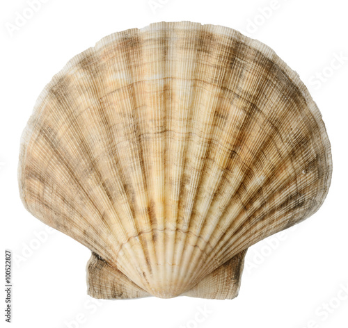 Close up of ocean shell isolated on white background