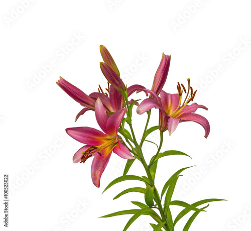 Fototapeta Naklejka Na Ścianę i Meble -  The branch of pink lilies Oriental Hybrids with buds