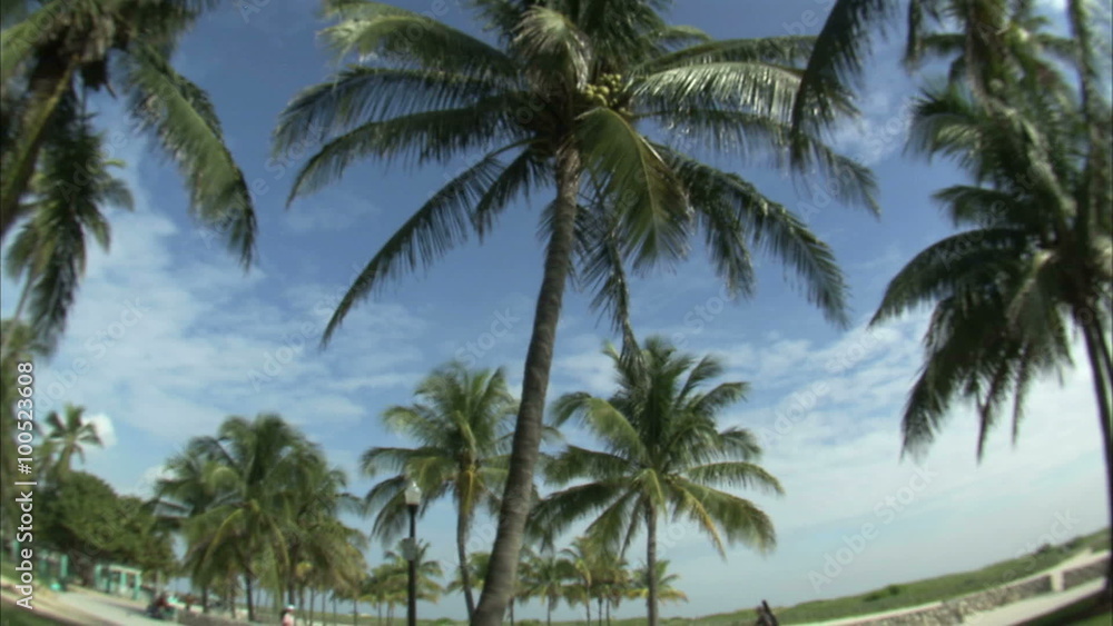 Wide angle lens panning down palm trees. Wide angle lens panning down palm trees.