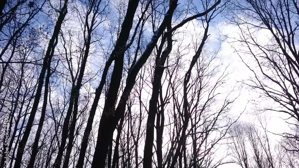 Silhouettes of leafless trees in winter forest against blue sky. Camera ride in horror scene. Silhouettes of leafless trees in winter forest against blue sky. Camera ride in horror scene.