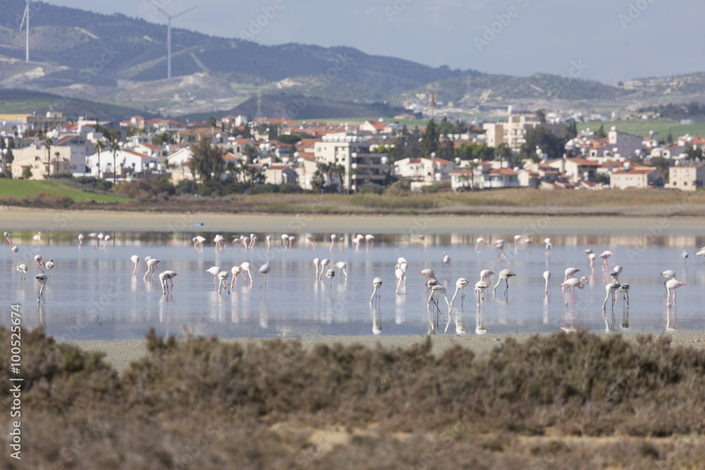 Pink and grey flamingos at the salt lake of Larnaca, Cyprus