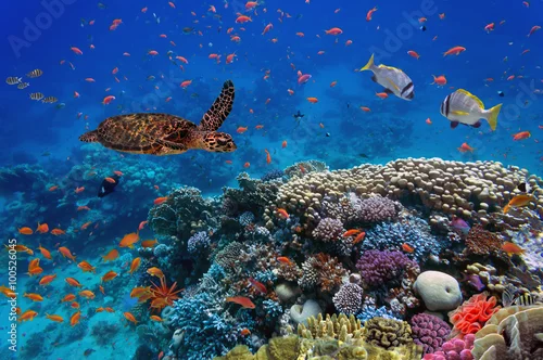 Fototapeta kolorowa rafa koralowa z wieloma rybami i żółwiem morskim