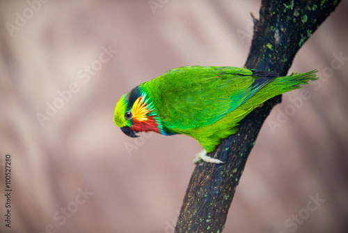 The court parrot ,colorful