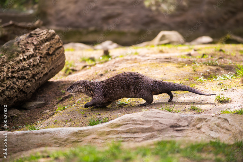 otter standing on a rock with prey in the teeth otter standing on a rock with prey in the teeth