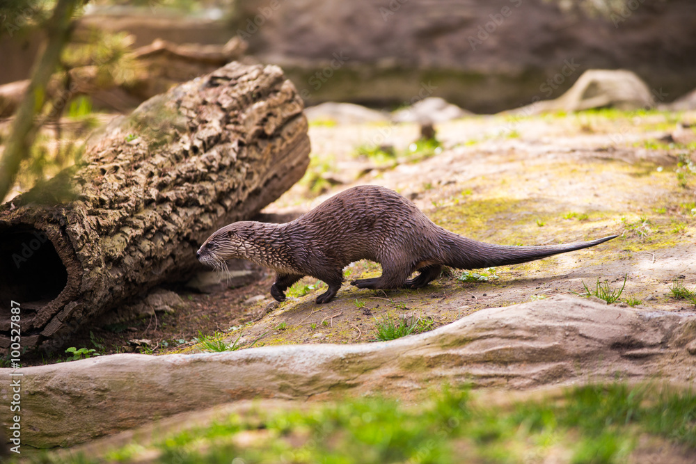 otter standing on a rock with prey in the teeth otter standing on a rock with prey in the teeth