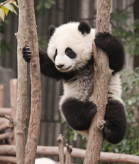 Fotobehang Panda Babyreuzenpanda ontdekt de wereld  © tvorecxtra