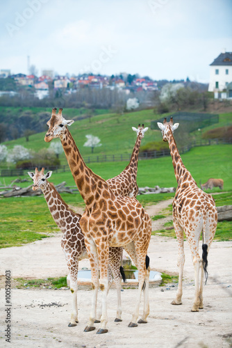 Group of giraffes walking on sandy terrain.