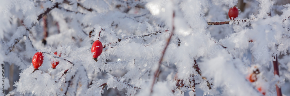 Hagebutte Rosa canina im Winter