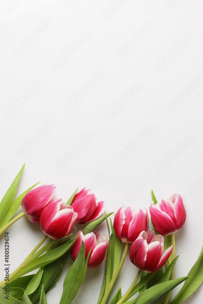Naklejka premium Tulipanki