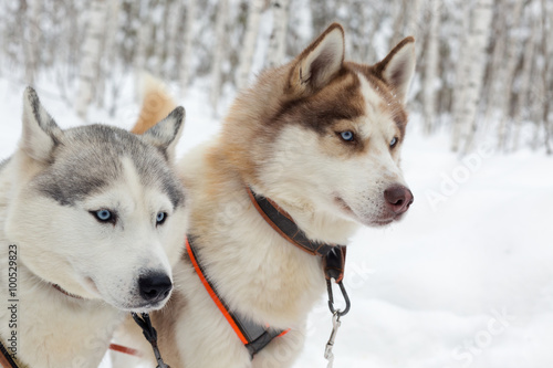 Husky dogs on winter landscape © Ravil Sayfullin