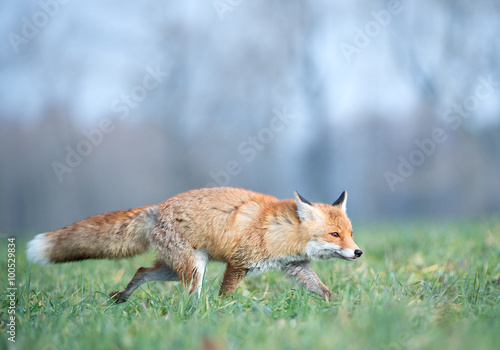 Red Fox running in the grass, background with trees, Czech republic, Europe © mzphoto11