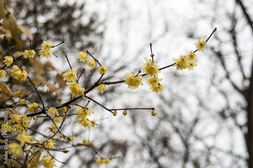 Wintersweet photo