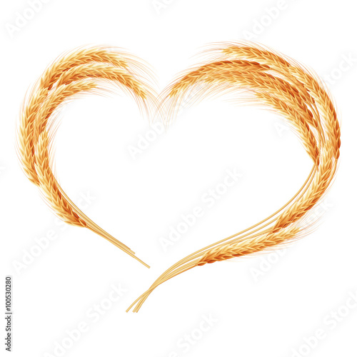 Wheat ears isolated on the white background