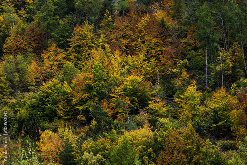 Bunter Schweizer Herbstwald im Wallis, Schweiz