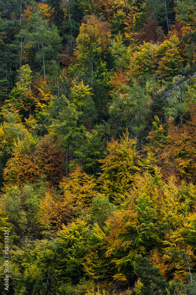 Bunter Schweizer Herbstwald im  Wallis, Schweiz