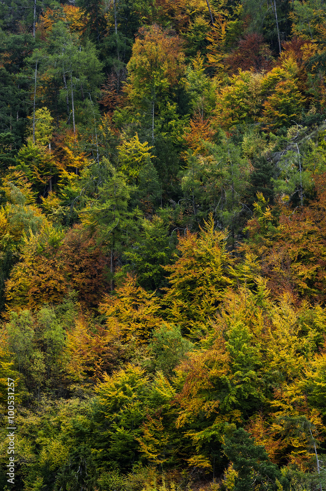 Bunter Schweizer Herbstwald im Wallis, Schweiz Bunter Schweizer Herbstwald im Wallis, Schweiz