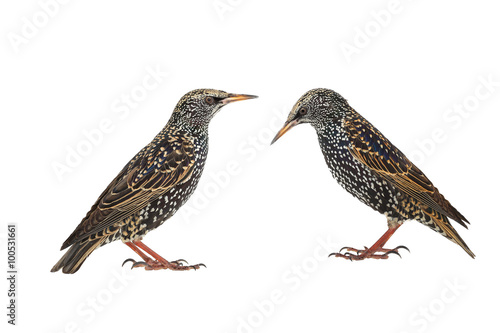 Two Starling