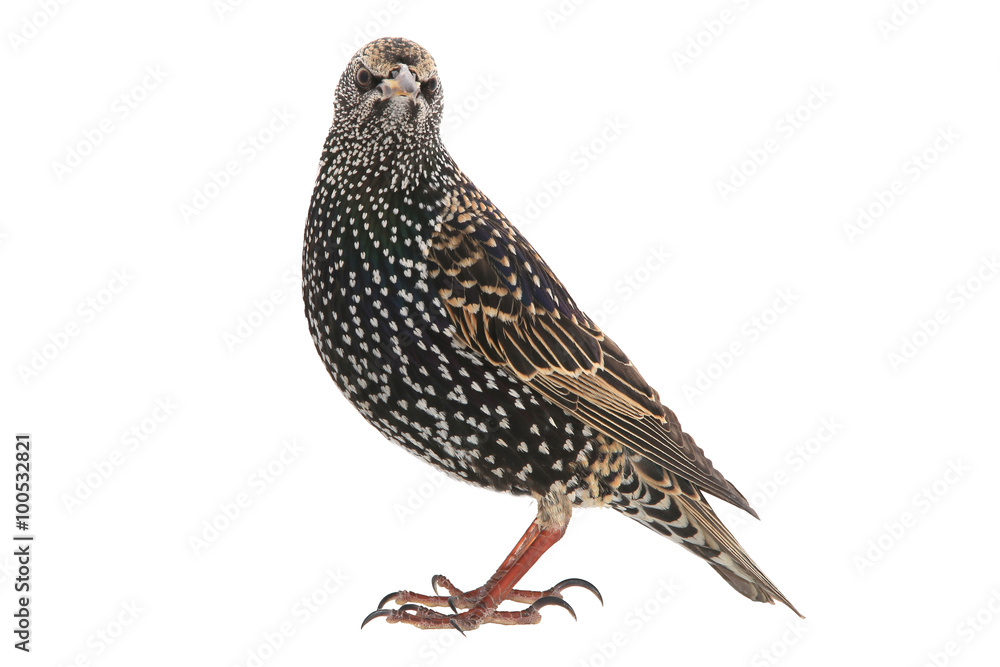 Starling Starling