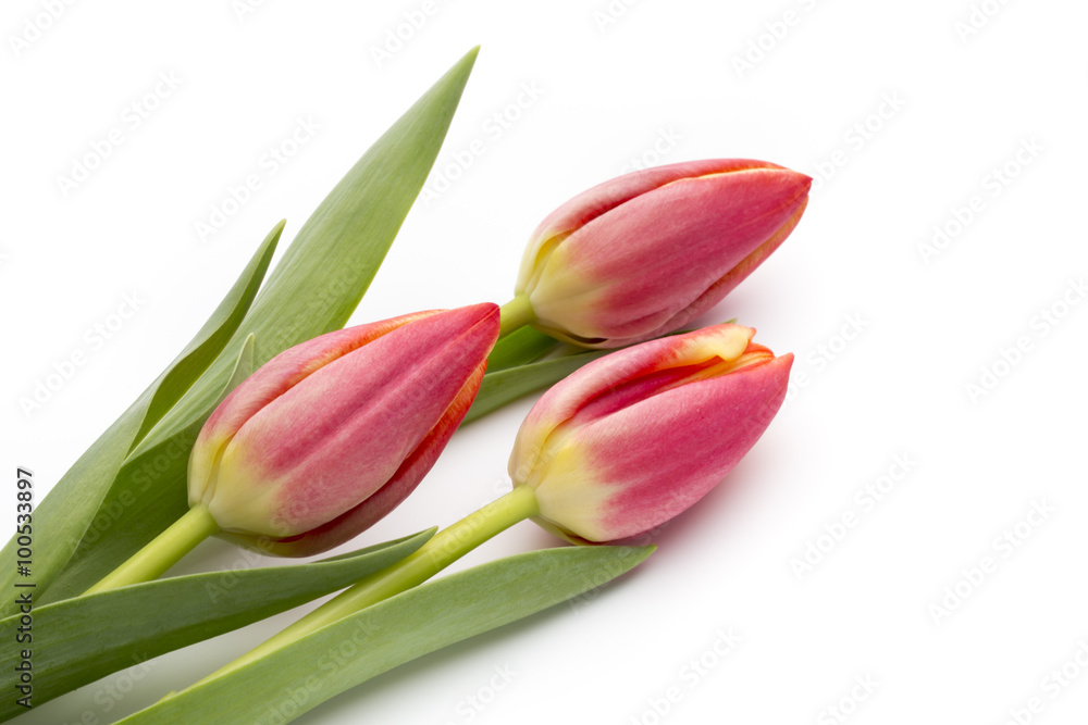 Tulips on the white background. Tulips on the white background.