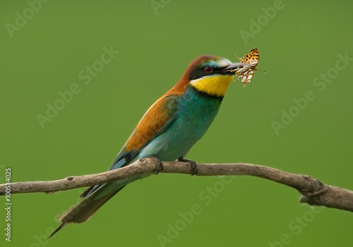 Canvas Print European Bee-eater with butterfly sitting on the branch with green background, H