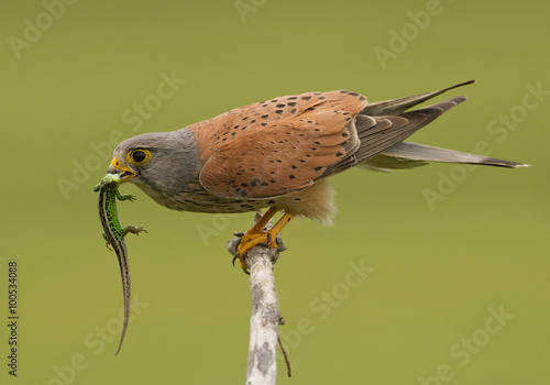 Common Kestrel with lizard in green background, Hungary, Europe photo